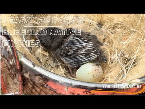 Breeding Native British Finches - Season 2 Part 5