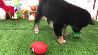 柴犬の動画01