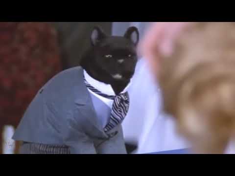 Salem the Cat Wrestler