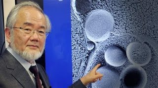 Self-Eating Cell Research Wins Nobel in Medicine