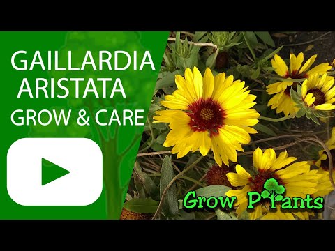 , title : 'Gaillardia aristata – grow & care (Common blanketflower)'