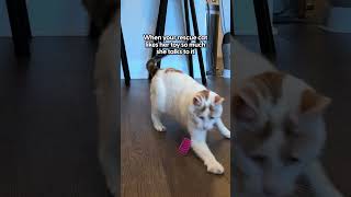 The Best Cat Toys | The Pack