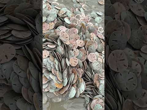 Bolachas-do-mar (Clypeasteroida)  encalharam na faixa de areia da praia de Ilha Comprida,SP. 😱