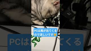 #ねこ#cat#ねこのいる生活