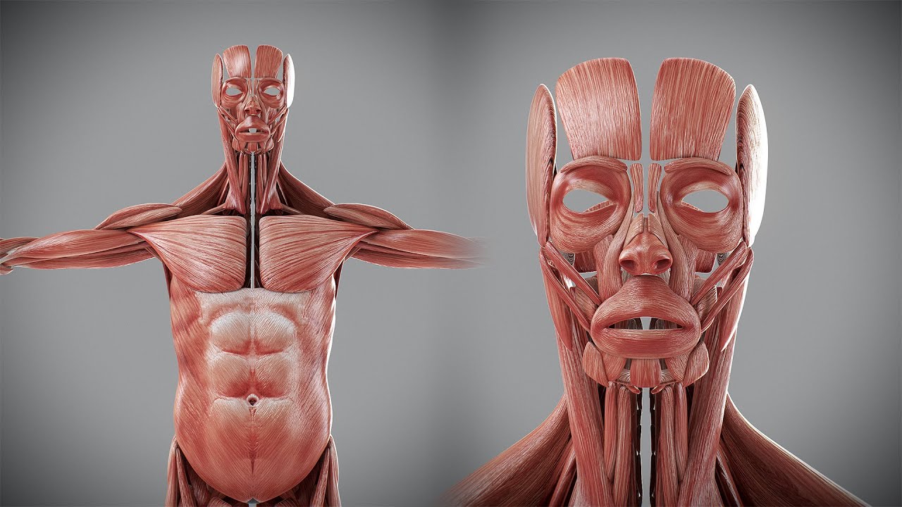 Human Male Muscular Anatomy 3D Model