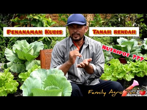 PENANAMAN SAYUR KUBIS/KOBIS TANAH RENDAH ( Cara Tanam Sayur Kubis/Kobis )