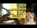 Anak Singa Yang Lucu Lucu Mengemaskan Di Kebun Binatang