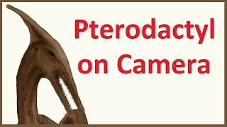 Pterodactyl Caught on Camera - Part 2