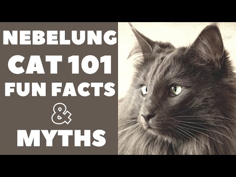 Nebelung Cats 101 : Fun Facts & Myths