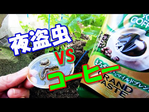 コーヒーかすを忌避する虫は何ですか? 忌避剤として使用する方法は何ですか?