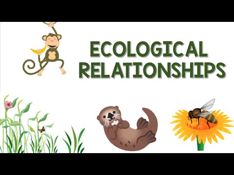 Ecological Relationships | Animation