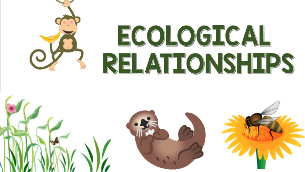 Ecological Relationships | Animation
