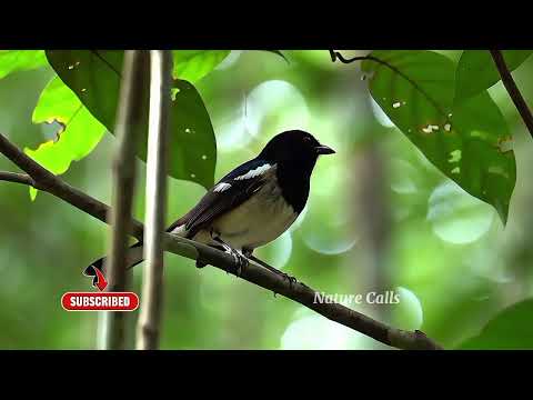 Dhjal orientálny (Copsychus saularis) — starostlivosť, voliéra a kŕmenie