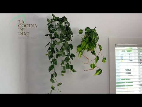 Plantas Colgantes // Como decorar la cocina y comedor con plantas