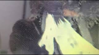 Ma xuất hiện . Xin Giúp đở Hoàn Cảnh Khó Khân Cho Số Điện Thoại 0528560233 ZaLo