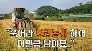 농촌의 현실 보리수익 공개 얼마나 남을까? - 겉보리 늘보리 보리재배 Profit from barley fa…
