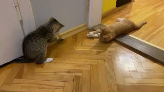 Kitten Battle: Adorable Playtime Showdown! 🐾😂