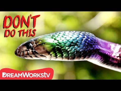 A Snake With RAINBOW SCALES | DON'T DO THIS