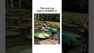 Sitting on a giant water lily! 🌿😳 #shorts