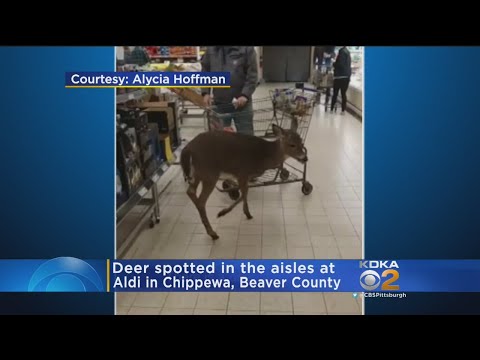 Deer Wanders Into Beaver County Supermarket