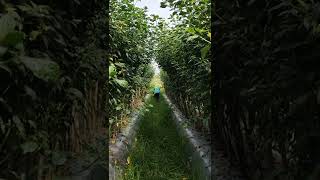 Download lagu cabe kaliber tinggi hampir 3 meter mp3 Download lagu cabe kaliber tinggi hampir 3 meter mp3