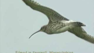 Curlew Capers (and song)