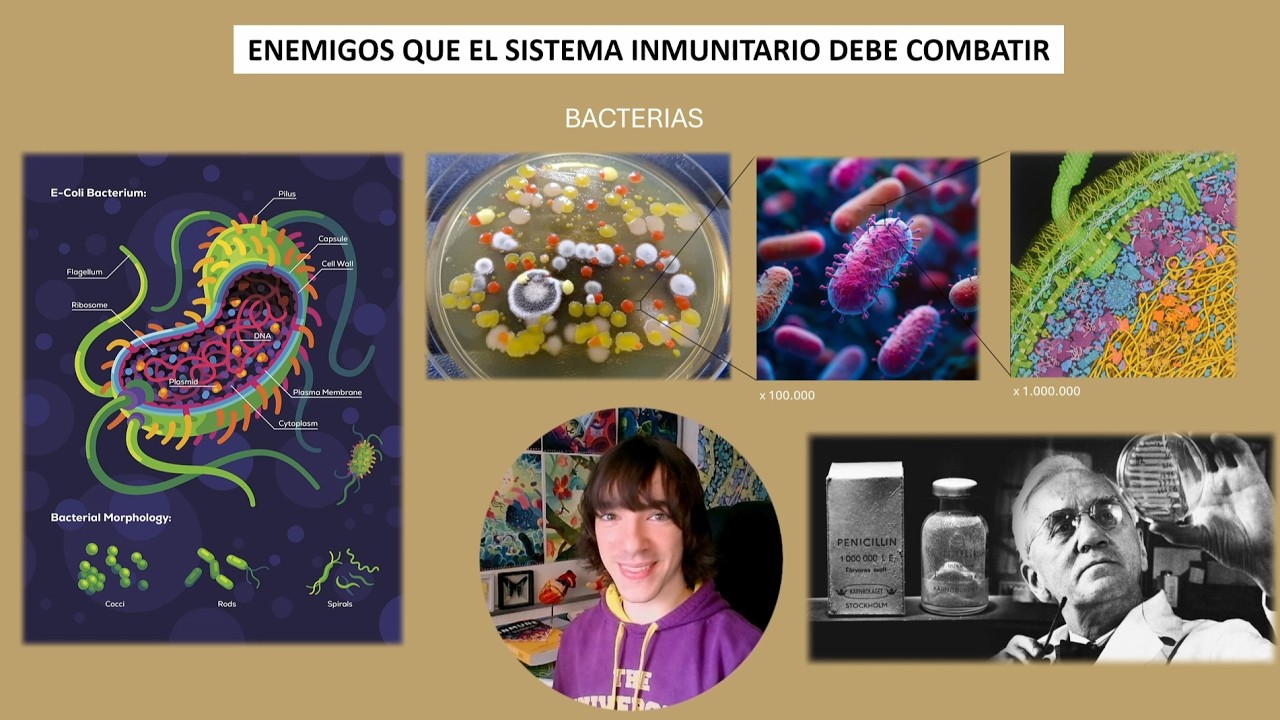 Los 6 enemigos del sistema inmunitario