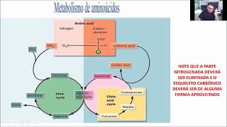 Nutrição de não ruminantes: Estrutura, digestão e metabolismo de proteínas - parte 02