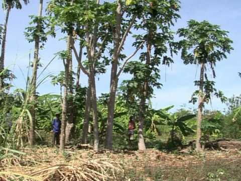 Against All Odds - the success of Pastoralism