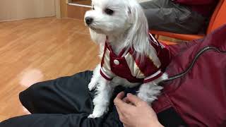 ふわふわマルチーズ犬パール君#４◎ドライブにいくとみせかけて病院へGO！が途中で感づくパール君