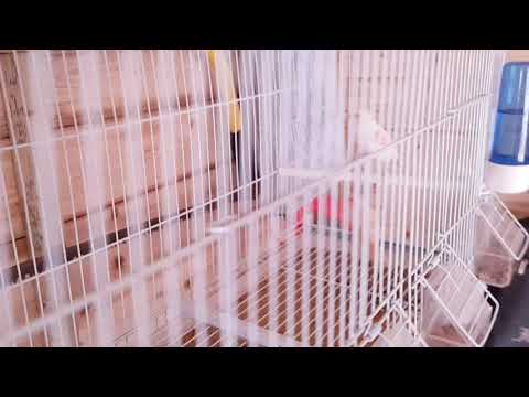 Red factor canaries and dimorphic canarys update on eggs!