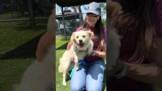Video preview image #1 Colonial Cocker Spaniel-Unknown Mix Puppy For Sale in Pasadena, CA, USA