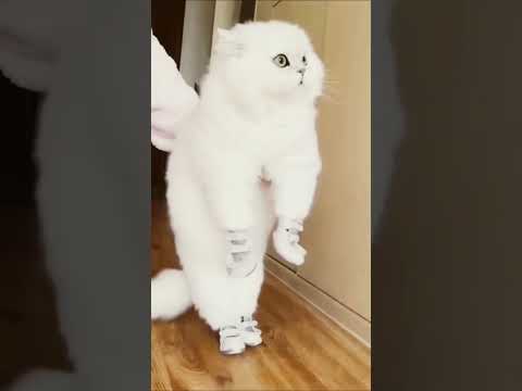 #cat #pets #cute #funny #catvideos #shortfeed #ytshortsindia #viralshort #ytshorts #catlover