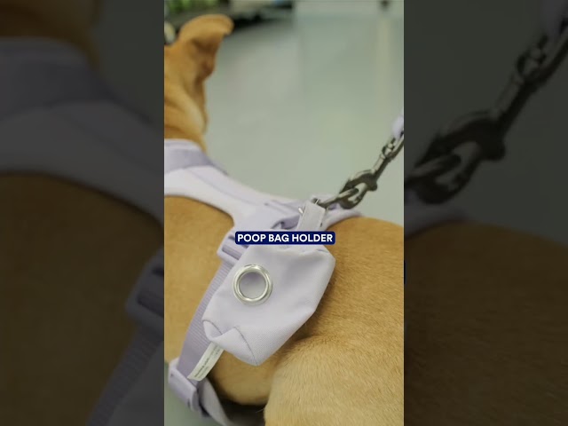 Vídeo relacionado con Roses&Poetry Collar Reflectante para Perro y Correa con Degradado Violeta, Ajustable y Duradera para Perros pequeños (Violeta-S)