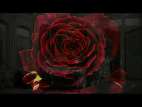 Die Rose war rot -  Gerry Wolff