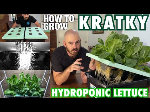 , title : 'How to Grow Kratky Hydroponic Lettuce Cheap & Easy'