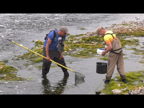 Emscher-Umbau Teil 10 - Tag der lebendigen Emscher - Die neue Emschermündung am 18. Juni 2023