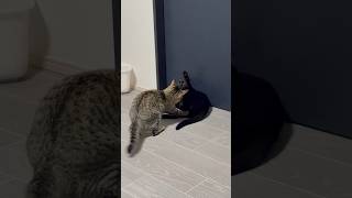 深夜のにゃんプロ😼