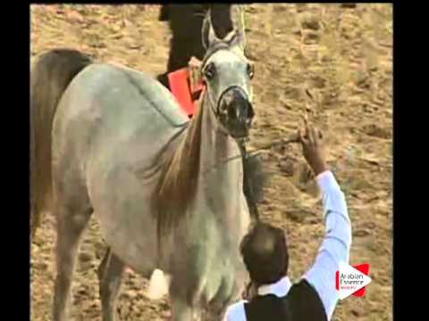 N.58 ZAINAH - Ajman 2016 - Fillies 2 years old (Class 2A)