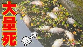 【何が】淡水魚「ヘラブナ」大量死 現地調査と原因について調べてみたらヤバすぎた！