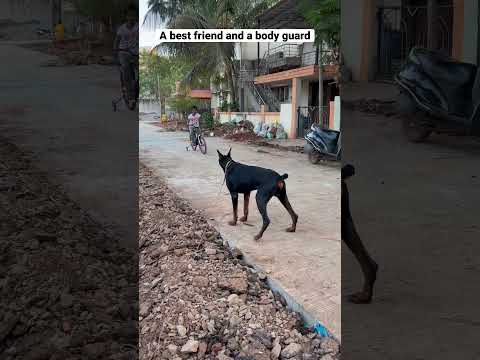 Doberman guarding my child #doberman #dobermanlove #guarddog #dobermaninindia #dog @dobandlabworld