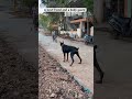 Doberman Guarding My Child Doberman Dobermanlove Guarddog Dobermaninindia Dog Dobandlabworld