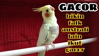 Download lagu falk australia gacor suara keras sangat cocok buat masteran falk malas bunyi mp3