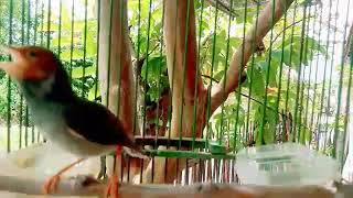 Download lagu Suara ngalas PRENJAK KEPALA MERAH  Jantan gacor Ngotot Pandai memikat prenjak Merah liar mp3