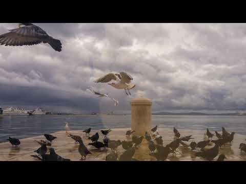 Timbar - Dalmacija (Official video)