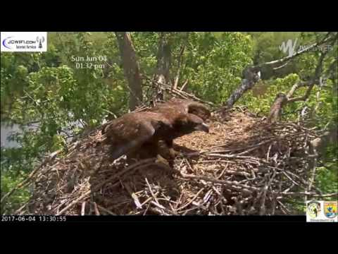Trio Nest - Juvenile Eagle Returns X2 - Then Returns for Night - June 4 2017