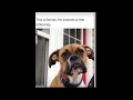 This Is Barney He Sneezes A Little Differently