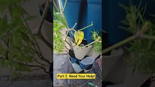 New Garden Tour Part 2 #food #garden #fun #love #home #like #vegetables #news