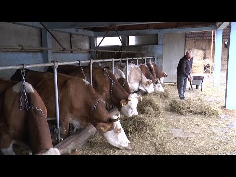 11.11.2019. PORODICA SLOBODANA RAJIČIĆA IZ MRČAJEVACA BAVI SE STOČARSTVOM