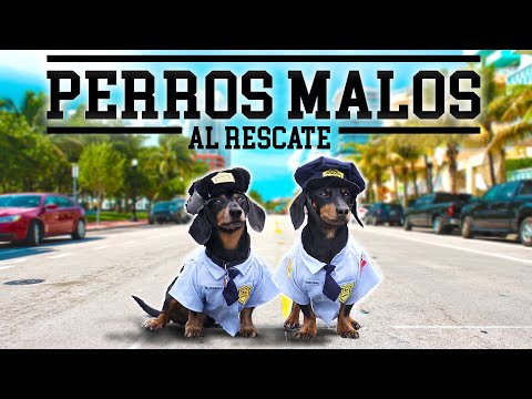 Bad boys... with dachshunds!